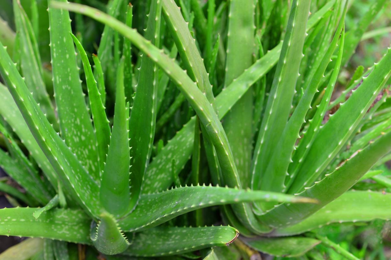 Aloe Pro