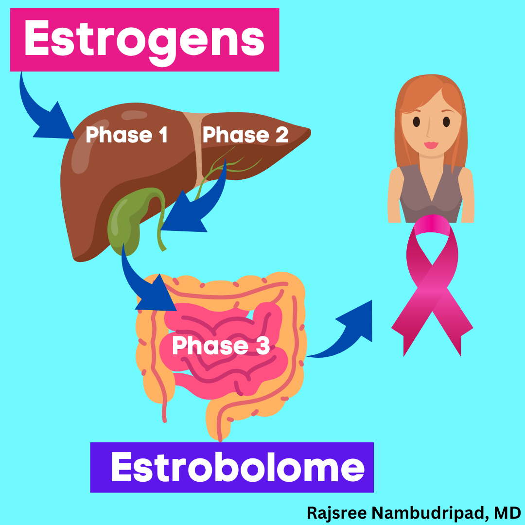 The Estrobolome and Breast Cancer Prevention – Supplements by Dr. Rajsree