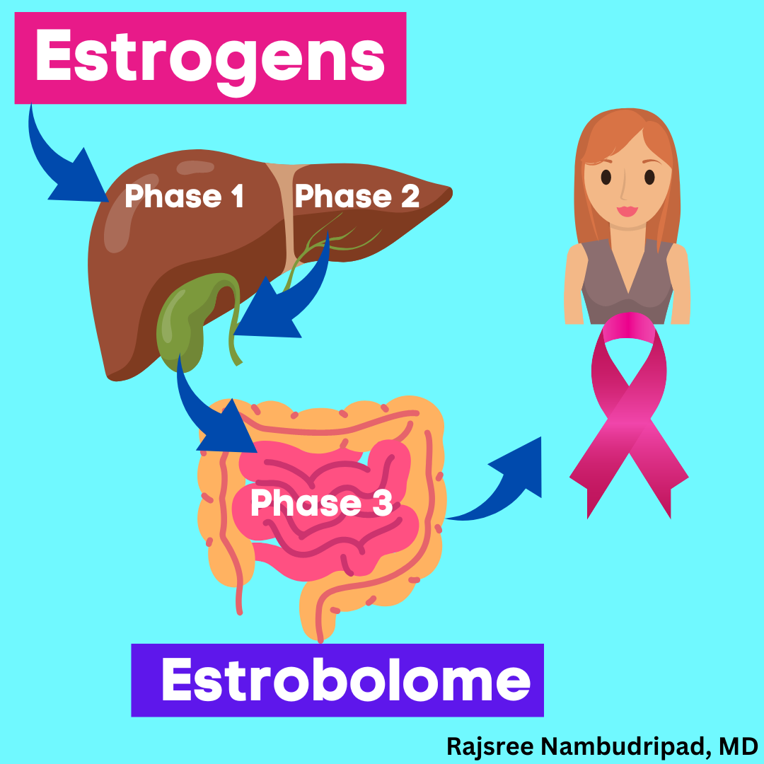 The Estrobolome and Estrogen Metabolism! 💖