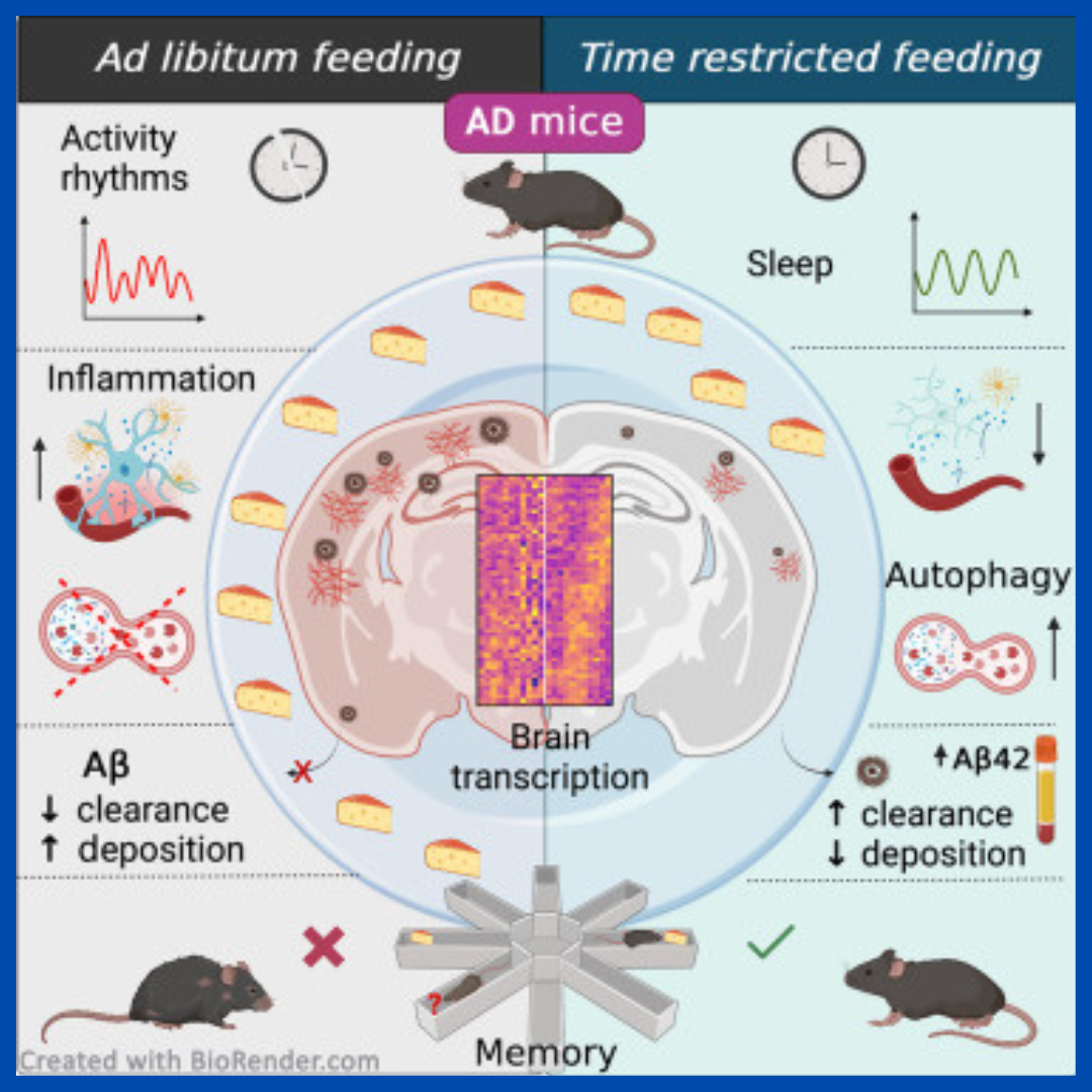 NEW STUDY:  Fasting Benefits the Brain!