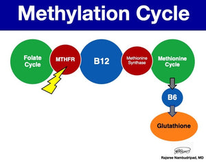 Methylation Support