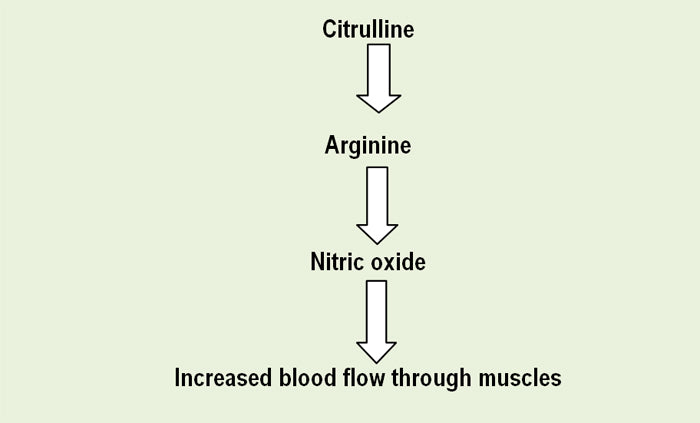 Nitric Oxide Support