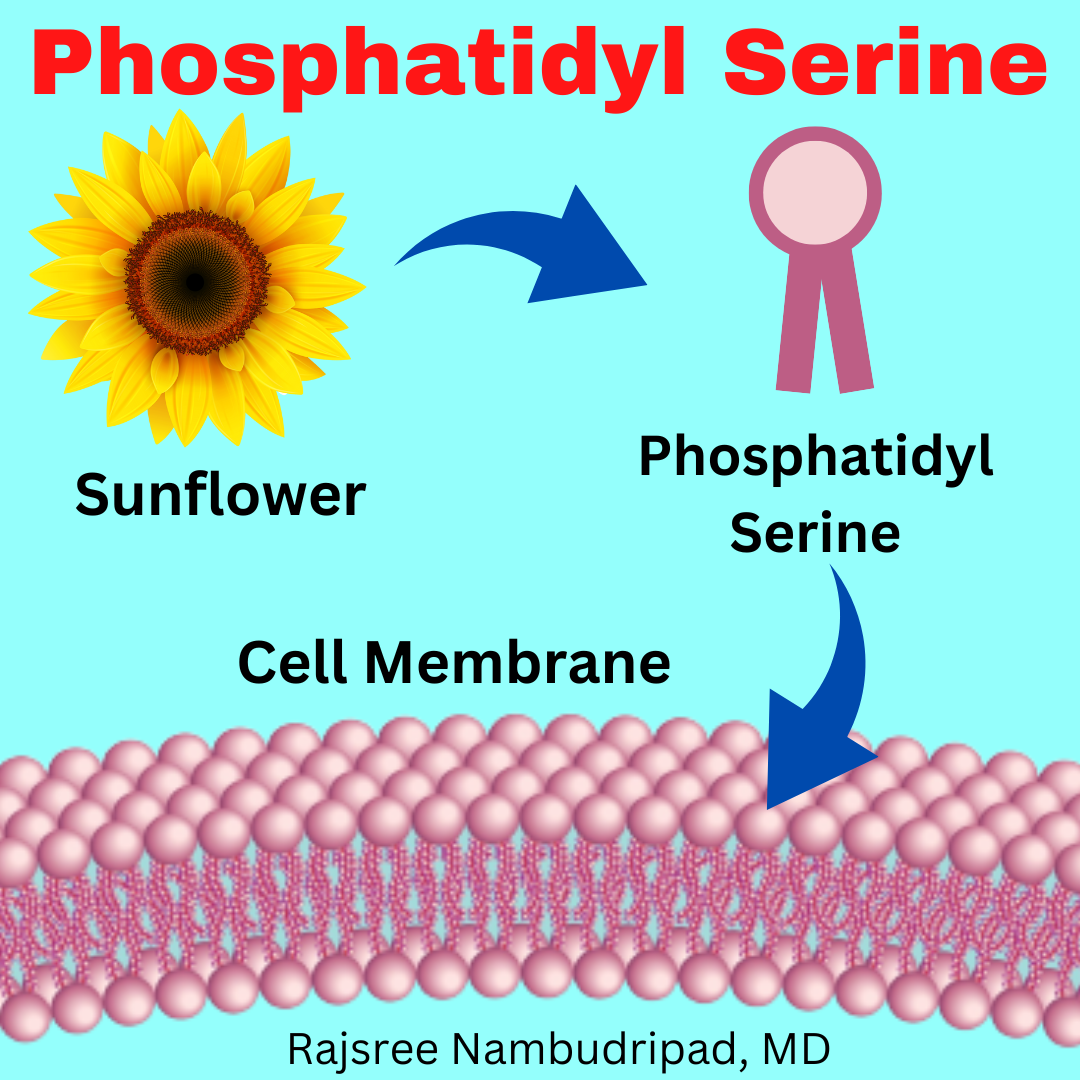 Phosphatidyl Serine