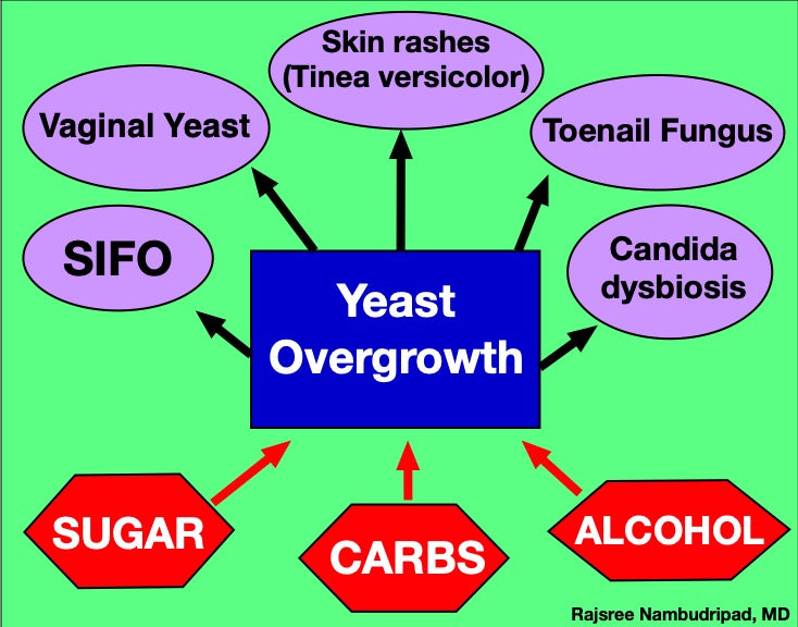 Saccharomyces boulardii (The Probiotic Yeast)